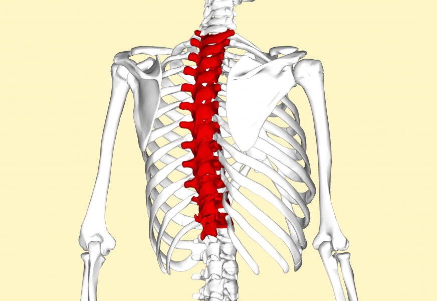 Movement is Medicine: The Often-Neglected Thoracic Spine